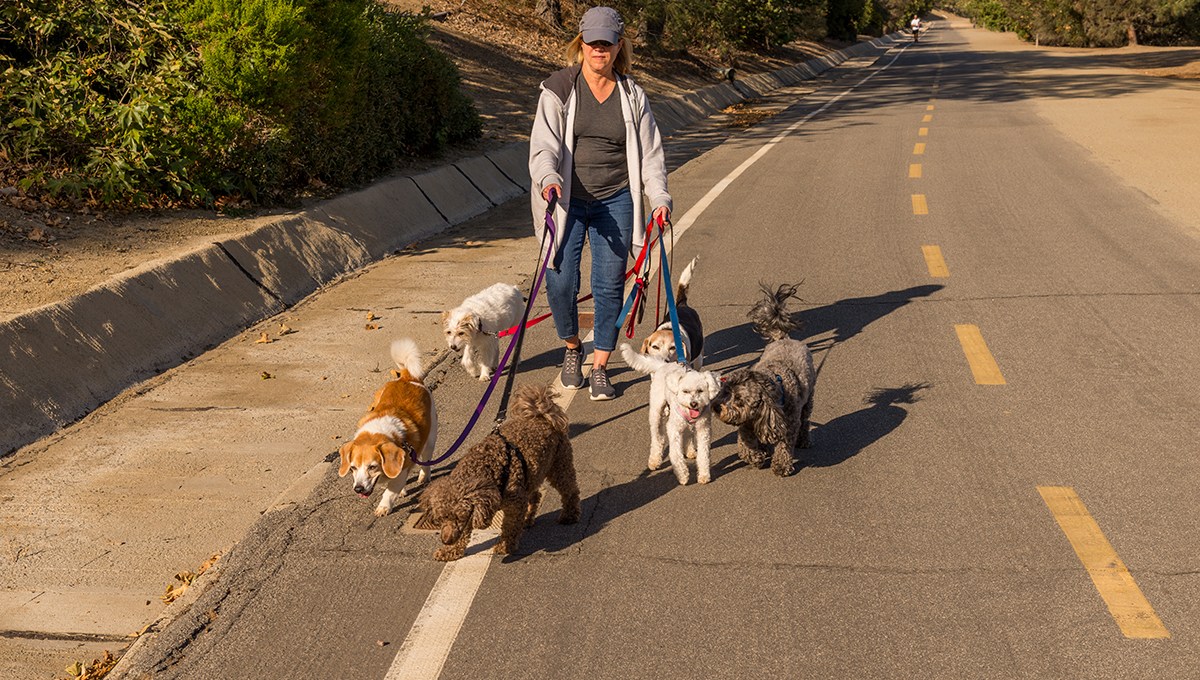 Micro-entrepreneur, dog walker