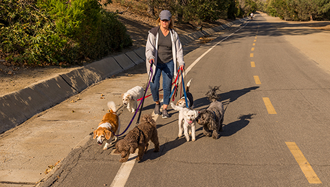 Micro-entrepreneur, dog walker