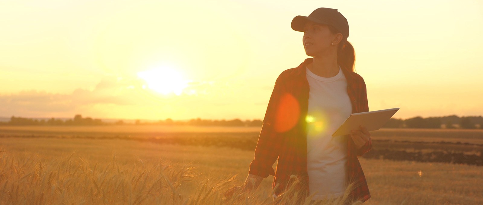 A person wearing a hat and holding a tablet stands in a farm field during golden hour.